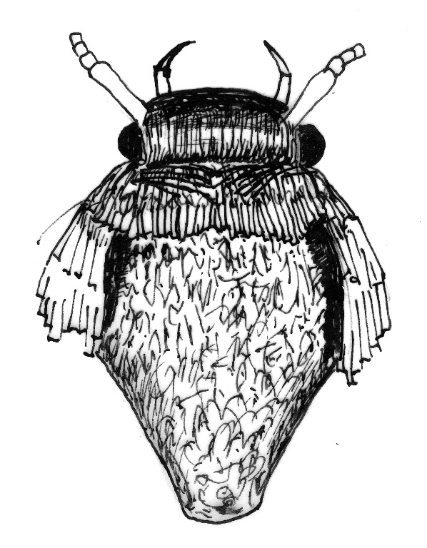 Kop en borststuk van een Scythris-soort (Coleophoridae).